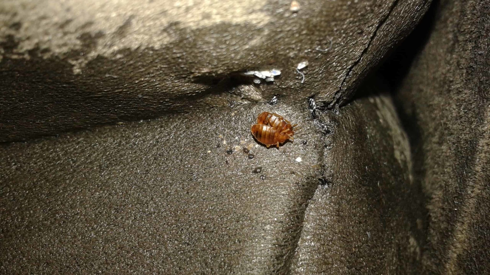 What Are The Signs Of A Bed Bug Infestation