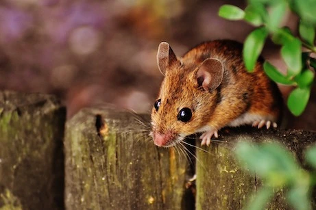 field mouse
