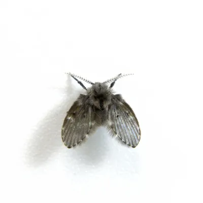 drain fly
