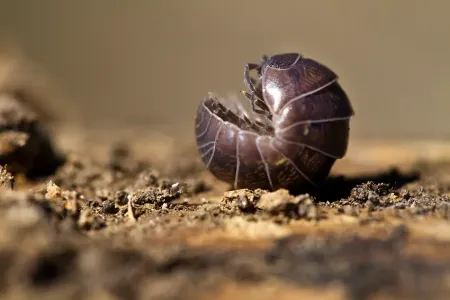pill bug