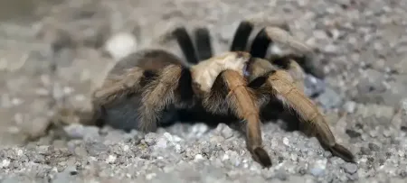 tarantula