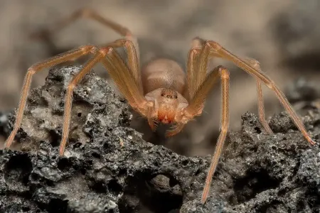 brown recluse