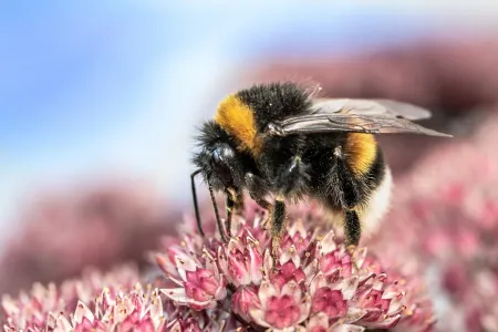 bumble bee