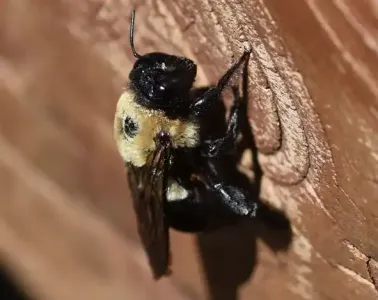 carpenter bee