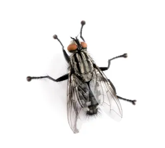 flesh fly