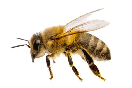 honey bee