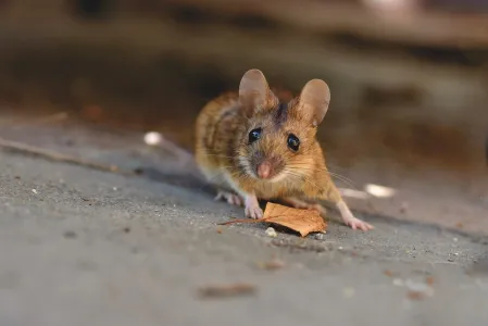 house mouse