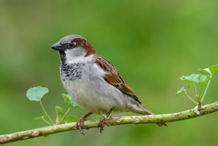 house sparrow
