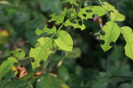 holes in leaves