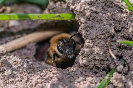 mining bee