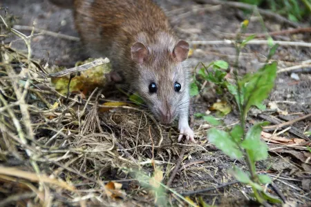 norway rat