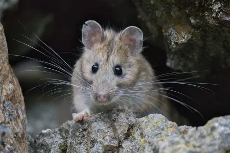 pack rat