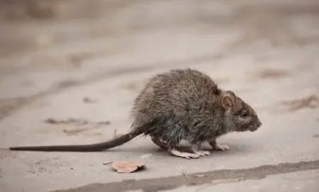 roof rat