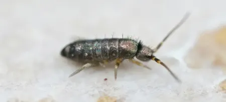 springtail