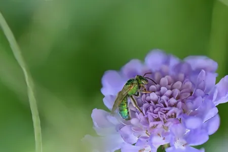 sweat bee