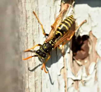 yellow jacket