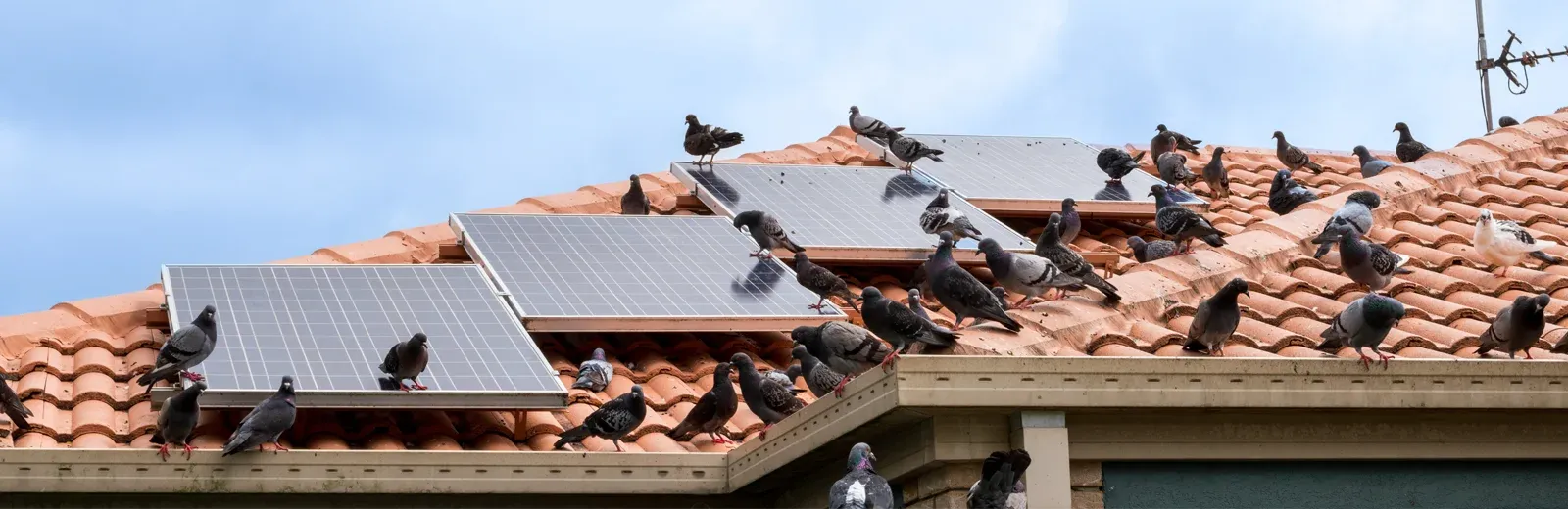 pigeons on a roof