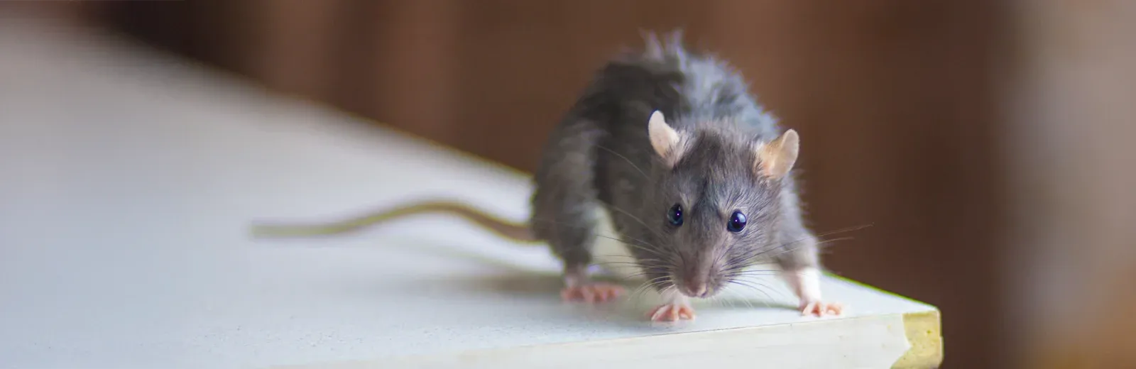 mouse in a house