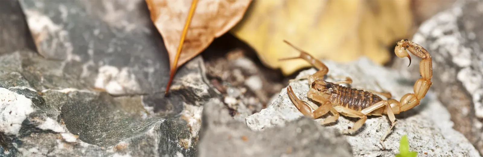 scorpion on rocks