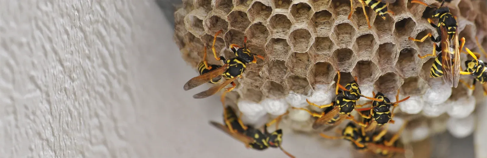 wasp nest