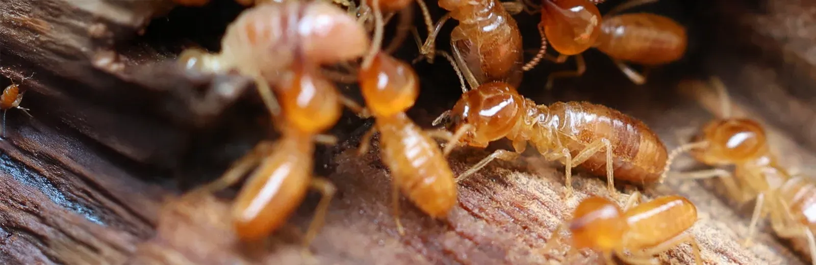 termites