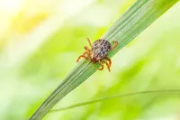 tick