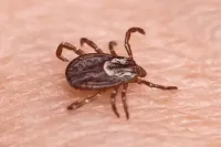 tick