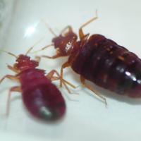 bed bugs