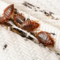 bed bug on a mattress 
