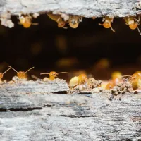 termite on wood