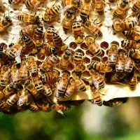 How to Get Rid of Bees by the Pool