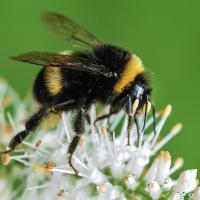 bumble bee on a white flower