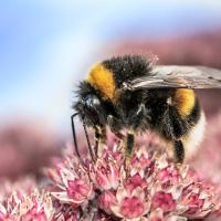 bee on a pink flower