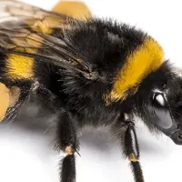 Bumblebee