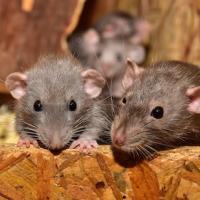 mice in attic