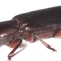 Beetle