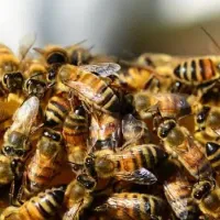 Honeybee hives