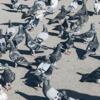 pigeons 