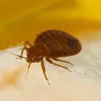bed bug on a piece of fabric