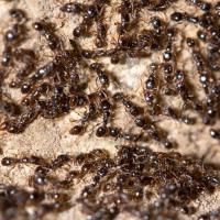 black ants