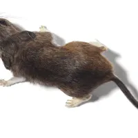 rat