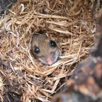 mouse nest