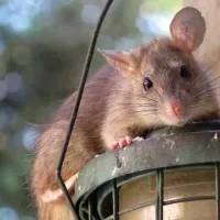 Roof rat
