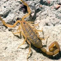 Scorpion