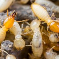 termite close up