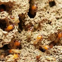 Termites causing damage