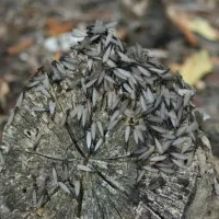 termites