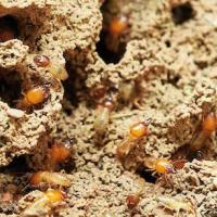 termite mound