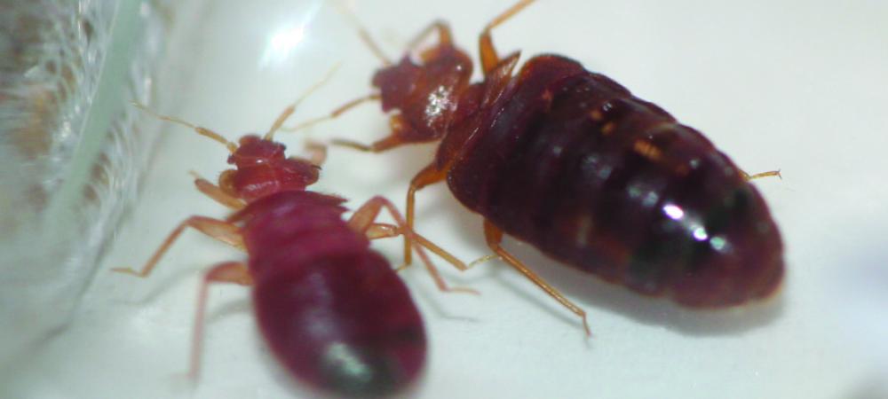 bed bugs