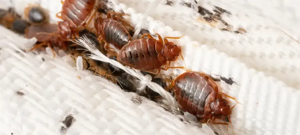bed bug on a mattress